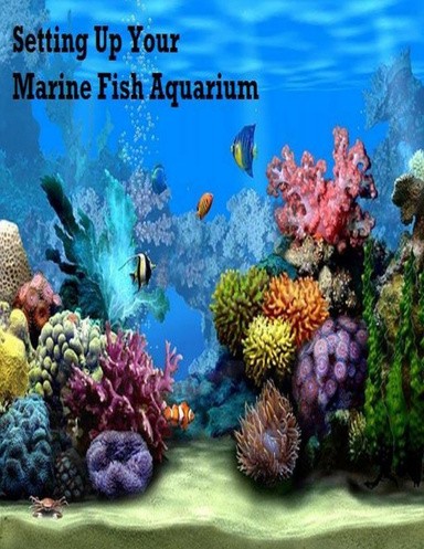 Setting Up Your Marine Fish Aquarium