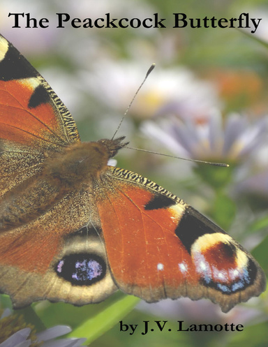 The Peacock Butterfly