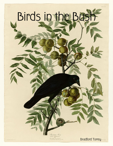 Birds in the Bush