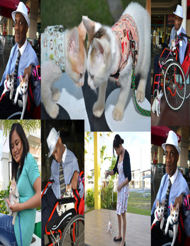 ACCOMMODATING AND MODIFICATION CATS  FOR PEOPLE WITH DISABILITIES AND THEIR FAMILIES