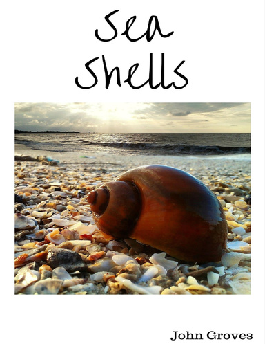 Sea Shells Photo Compilation