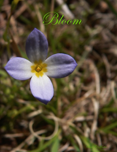 Bloom