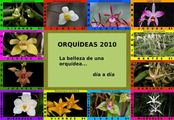 Orquídeas-2010
