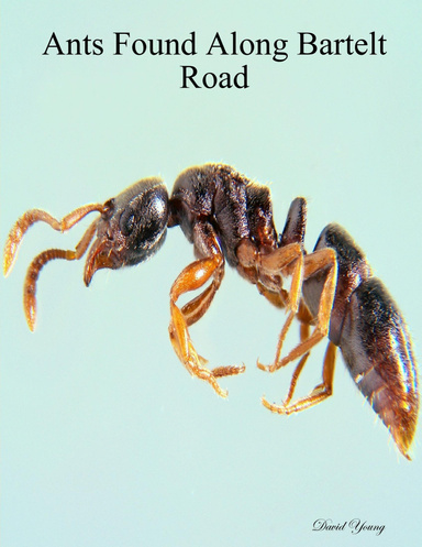 Ants Found Along Bartelt Road
