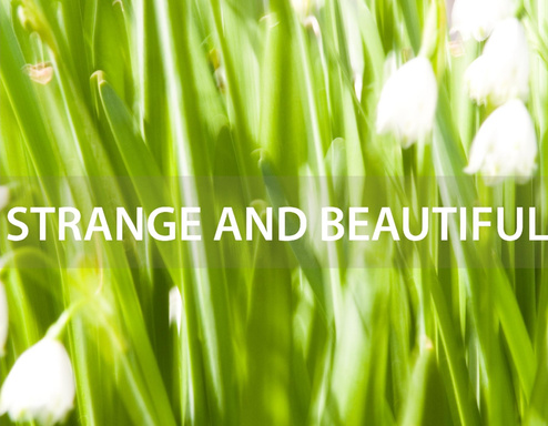 STRANGE AND BEAUTIFUL