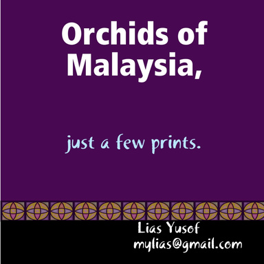 Orchids of Malaysia, a few prints.