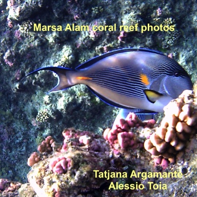 Marsa Alam coral reef photos
