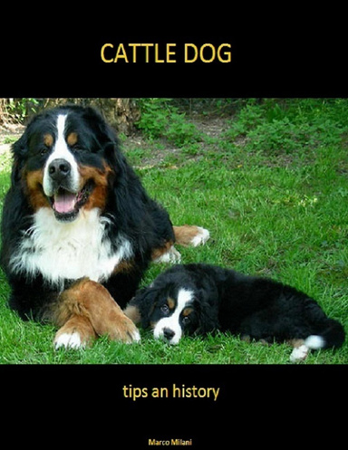 Cattle Dog - Tips and History