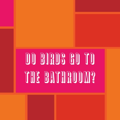 Do Birds Go To The Bathroom?