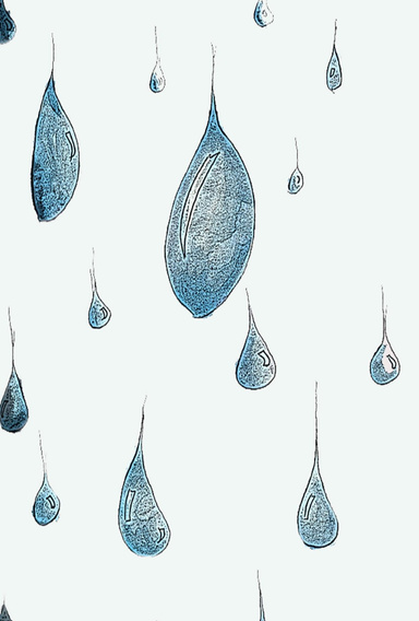 The Rain Drops