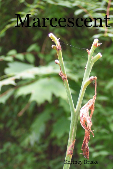 Marcescent