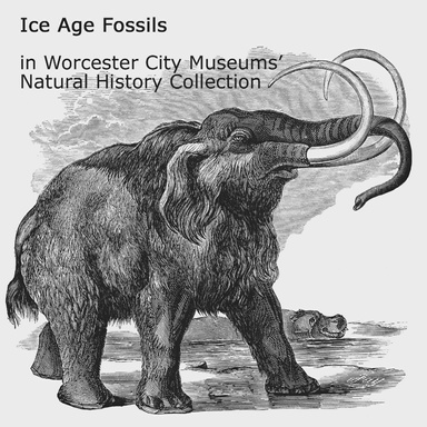 Ice Age Fossils in Worcester City Museums' Natural History Collection