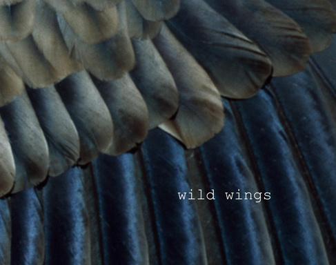 Wild Wings 3