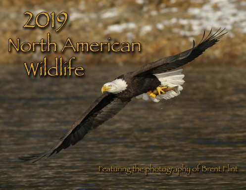 2019 North American Wildlife Calendar
