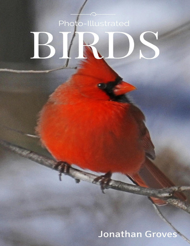 Birds Photo-illustrated