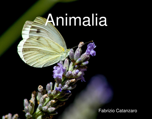 Animalia