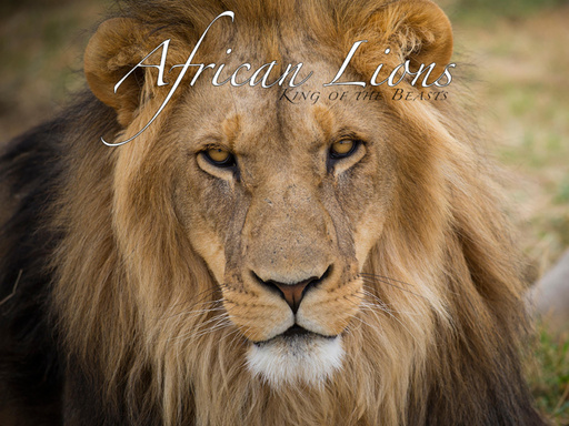 African Lions: King of the Beasts