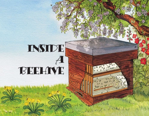 Inside a Beehive
