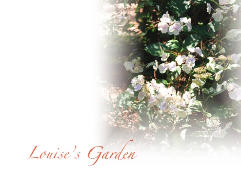 Louise's Garden...