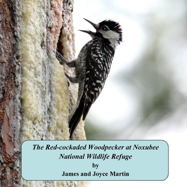 The Red-cockaded Woodpecker at Noxubee National Wildlife Refuge
