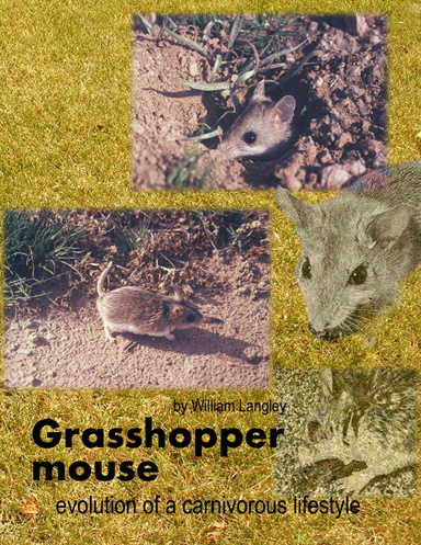 Grasshopper mouse: evolution of a carnivorous life style