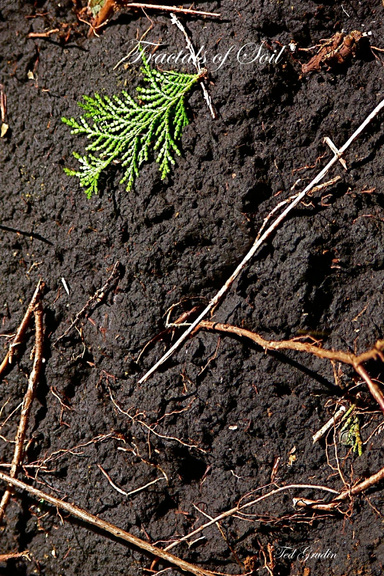 Fractals of Soil