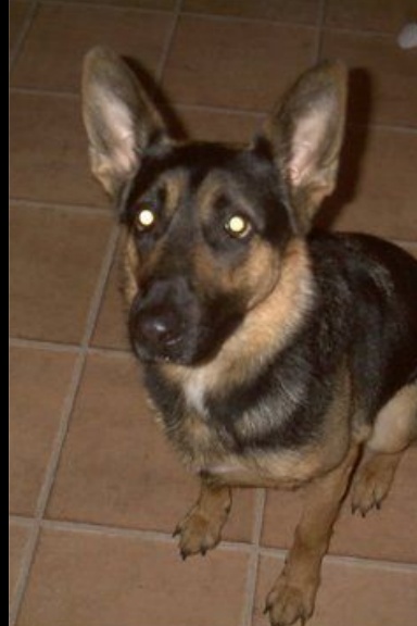 A Dog called Jet