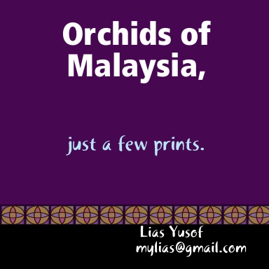 Orchids of Malaysia, a few prints.