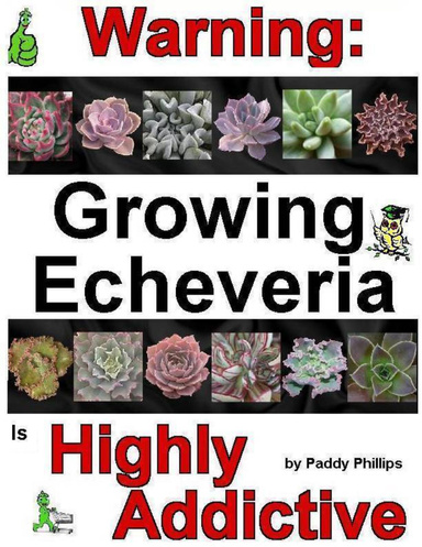 Warning: Growing Echeveria Is Highly Addictive