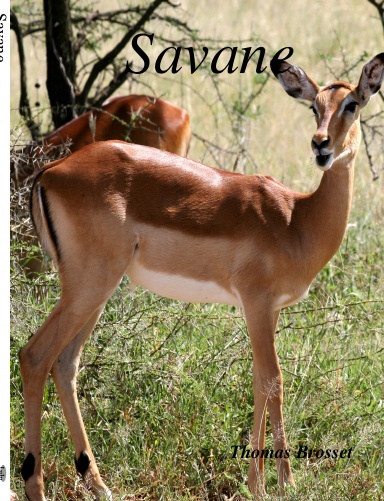Savane