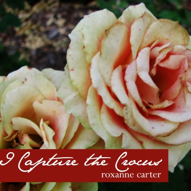 I Capture the Crocus