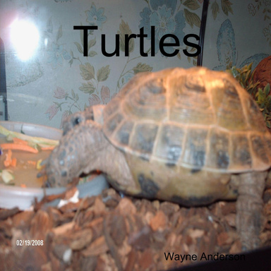 Turtles