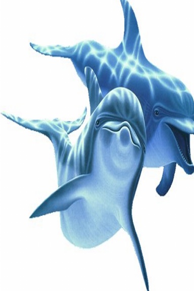 Dolphin Journal