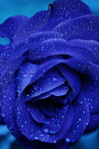 Rose Journal