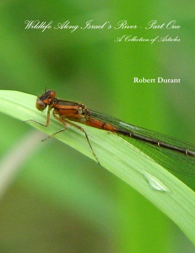 Wildlife Along Israel's River - Part One