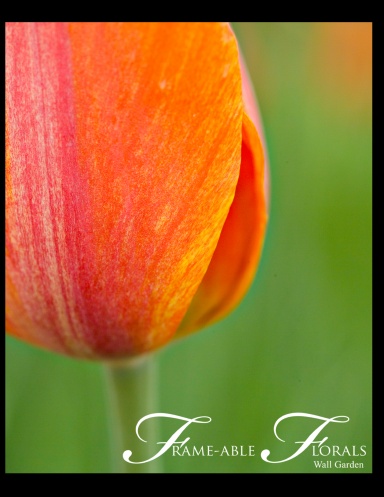 Frame-able Florals - Edition 1- Color Triptytics