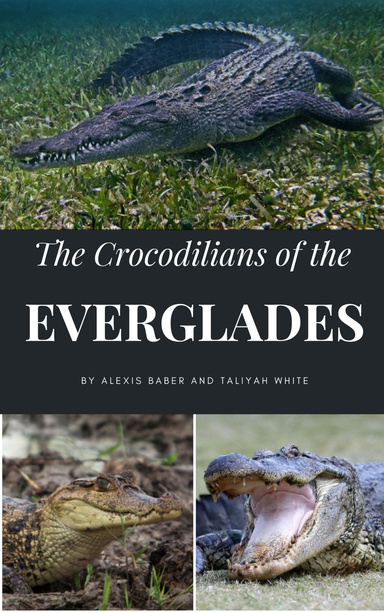 Crocodilians of the Everglades
