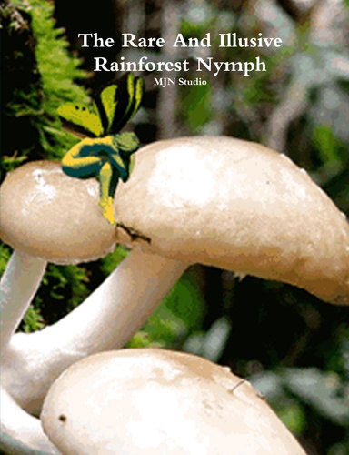 The Rare And Illusive Rainforest Nymph