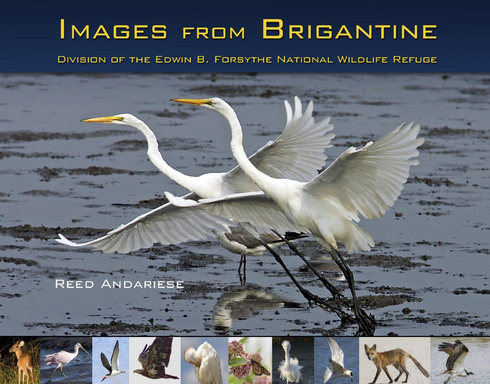 Images from Brigantine NWR