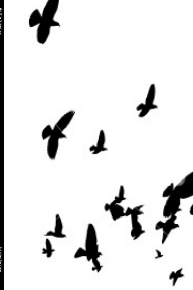 As the Sparrow