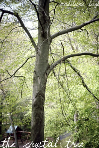 The Crystal Tree