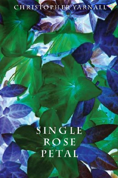 Single Rose Petal