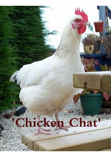 'Chicken Chat'