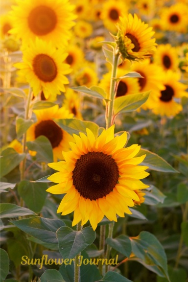 Sunflower Journal