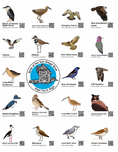 What Birds Are In San Diego 