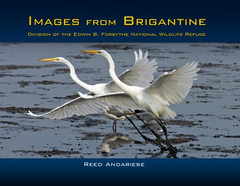 Images from Brigantine NWR