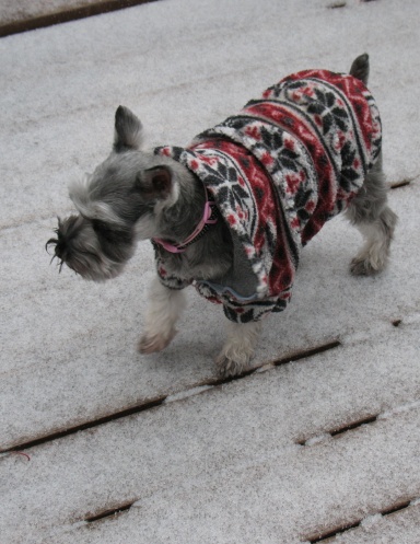 Miniature Schnauzer Journal