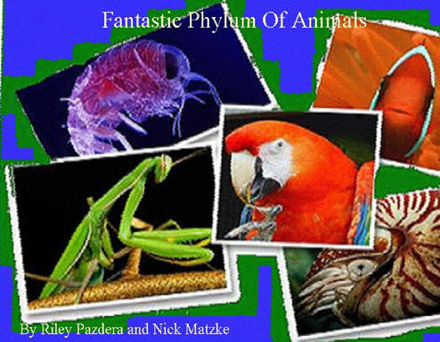 Animal Classification