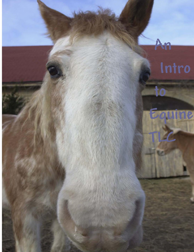 An Intro To Equine TLC