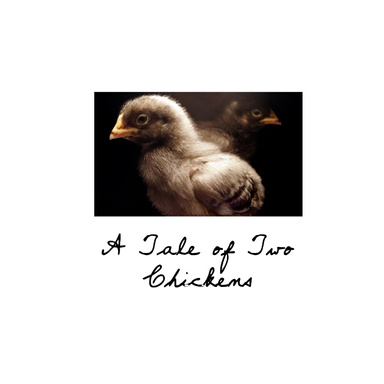 A Tale of Two Chickens